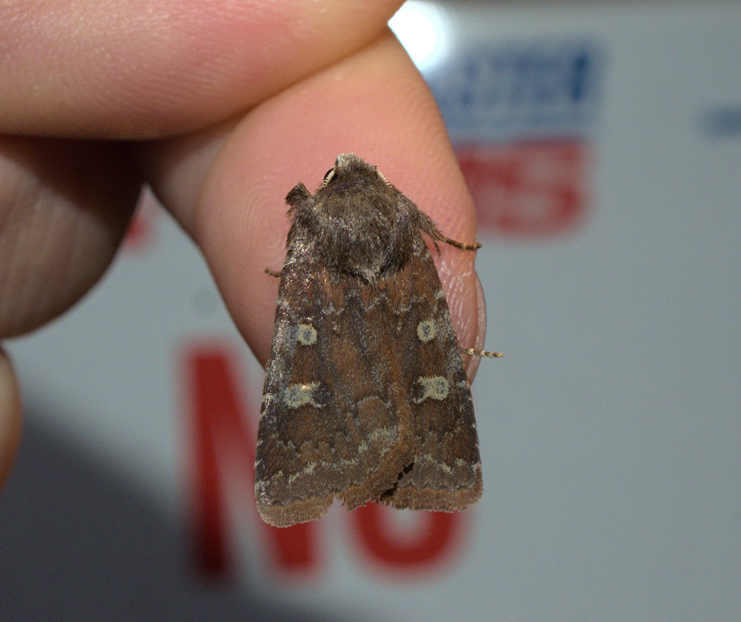 New for LEMSA- a nice looking quaker_20210324.jpg